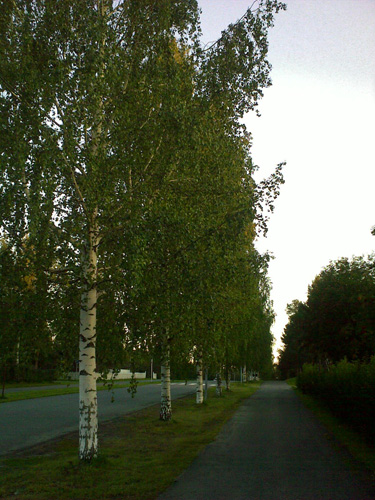 birch alley