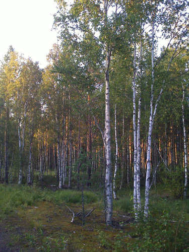 birches