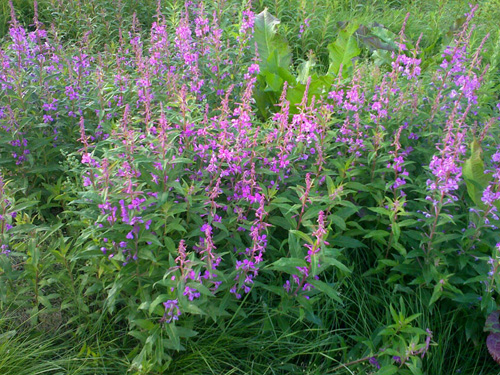 maitohorsma- willowherb