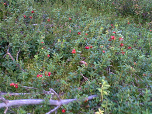 puolukka- lingonberry