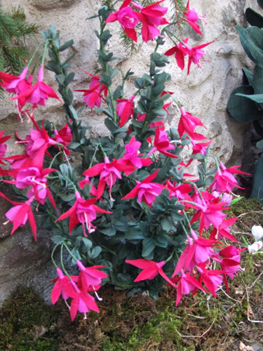 15 Fuchsiaes