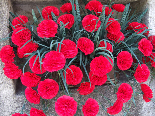 16 Carnations