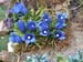 12 Gentians
