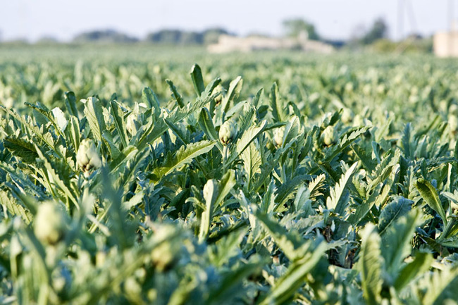 09_ Artichoke plants landscape