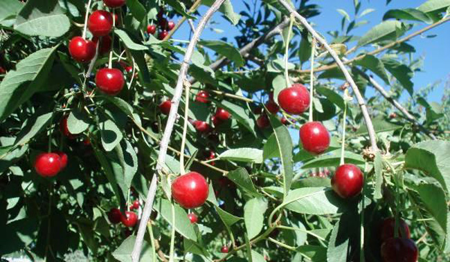 sour cherry