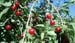 sour cherry